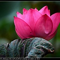 nEO_IMG_140615--Waterlily D610 045-800.jpg