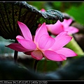 nEO_IMG_140615--Waterlily D610 047-800.jpg