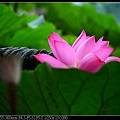 nEO_IMG_140615--Waterlily D610 050-800.jpg