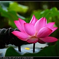 nEO_IMG_140615--Waterlily D610 052-800.jpg