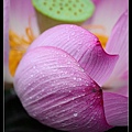 nEO_IMG_140615--Waterlily D610 058-800.jpg