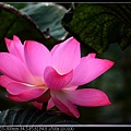 nEO_IMG_140615--Waterlily D610 069-800.jpg