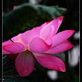 nEO_IMG_140615--Waterlily D610 073-800.jpg