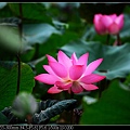 nEO_IMG_140615--Waterlily D610 075-800.jpg