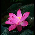 nEO_IMG_140615--Waterlily D610 080-800.jpg