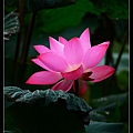 nEO_IMG_140615--Waterlily D610 083-800.jpg