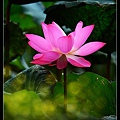 nEO_IMG_140615--Waterlily D610 092-800.jpg