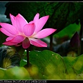 nEO_IMG_140615--Waterlily D610 100-800.jpg