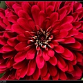 nEO_IMG_140820--Red Flowers E-PL2 014-1000.jpg