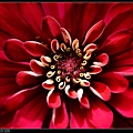 nEO_IMG_140820--Red Flowers E-PL2 019-1000.jpg