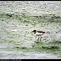 nEO_IMG_141130--HuaJiang Bird Park 213-1000.jpg