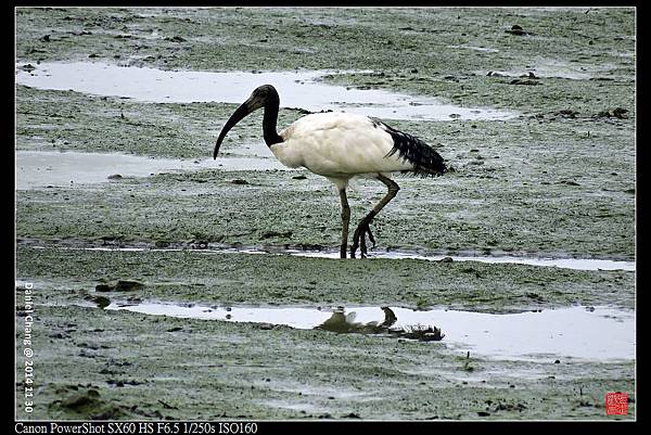 nEO_IMG_141130--HuaJiang Bird Park 236-1000.jpg