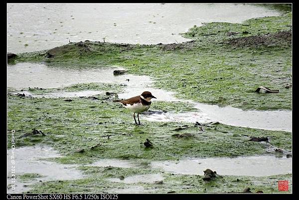 nEO_IMG_141130--HuaJiang Bird Park 263-1000.jpg