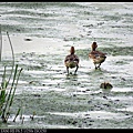 nEO_IMG_141130--HuaJiang Bird Park 291-1000.jpg