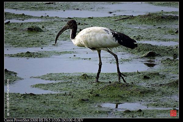 nEO_IMG_141130--HuaJiang Bird Park 328-1000.jpg