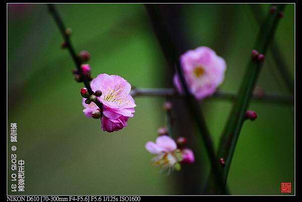 nEO_IMG_150131--Meihua CKS D610 091-1-1000.jpg