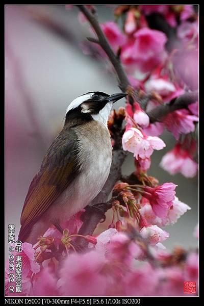 nEO_IMG_150201--Sakura D5000 098-1000.jpg