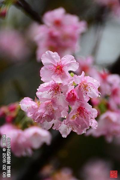 150208--Sakura D610 013-1000.JPG