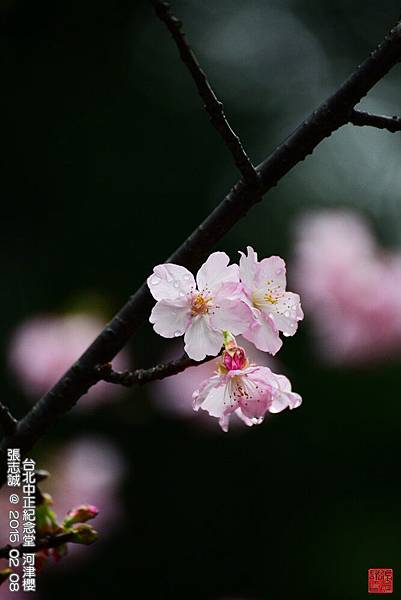 150208--Sakura D610 033-1000.JPG