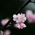 150208--Sakura D610 033-1000.JPG