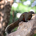 150220--Squirrel D610 018-1000.JPG