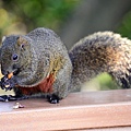 150220--Squirrel D610 022-1000.JPG