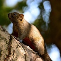 150220--Squirrel D610 045-1000.JPG