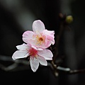 150222--Sakura D5000 020-1000.JPG