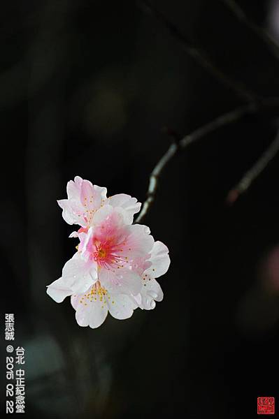 150222--Sakura D5000 064-1000.JPG