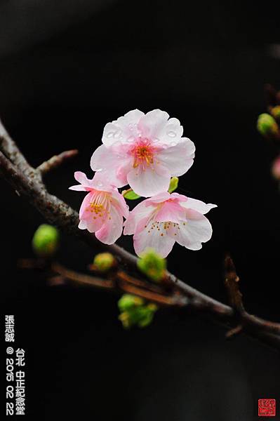 150222--Sakura D5000 079-1000.JPG