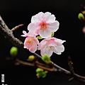 150222--Sakura D5000 079-1000.JPG