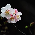 150222--Sakura D5000 115-1000.JPG