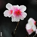 150222--Sakura D5000 125-1000.JPG