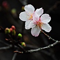 150222--Sakura D5000 132-1000.JPG