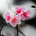 150222--Sakura D5000 143-1000.JPG