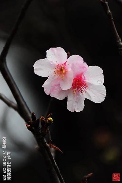 150222--Sakura D5000 166-1000.JPG