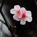 150222--Sakura D5000 166-1000.JPG