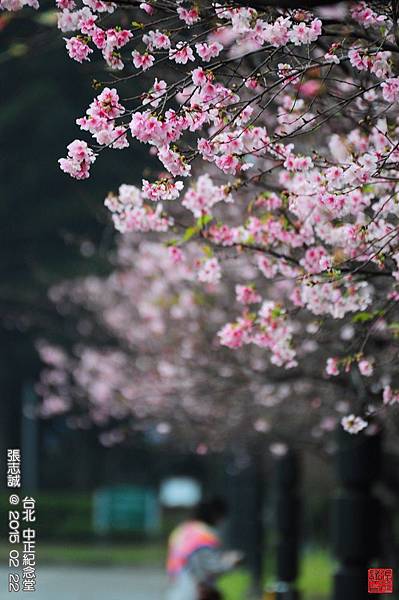 150222--Sakura D5000 182-1000.JPG