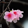 150222--Sakura D5000 189-1000.JPG