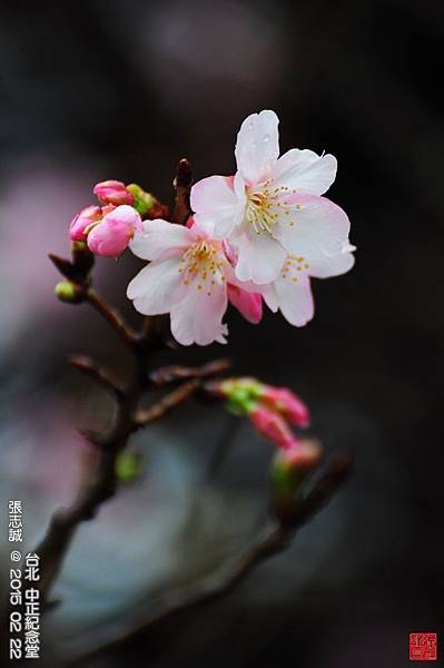 150222--Sakura D5000 202-1000.JPG