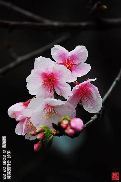 150222--Sakura D5000 207-1000.JPG