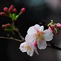 150222--Sakura D5000 209-1000.JPG