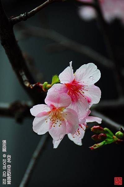 150222--Sakura D5000 223-1000.JPG