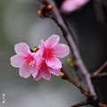 150222--Sakura D5000 232-1000.JPG