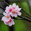 150222--Sakura D5000 252-1000.JPG