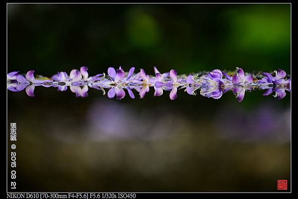 nEO_IMG_150321--Shilin Orchid D610 002-1000.jpg