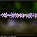 nEO_IMG_150321--Shilin Orchid D610 002-1000.jpg