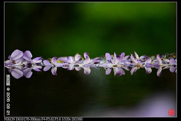 nEO_IMG_150321--Shilin Orchid D610 007-1000.jpg