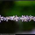 nEO_IMG_150321--Shilin Orchid D610 007-1000.jpg