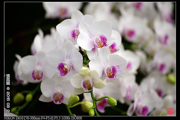 nEO_IMG_150321--Shilin Orchid D610 012-1000.jpg